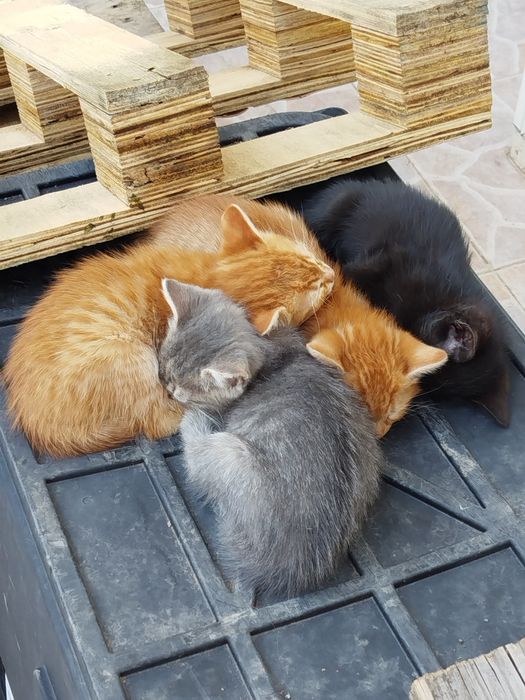 2-месечни котета