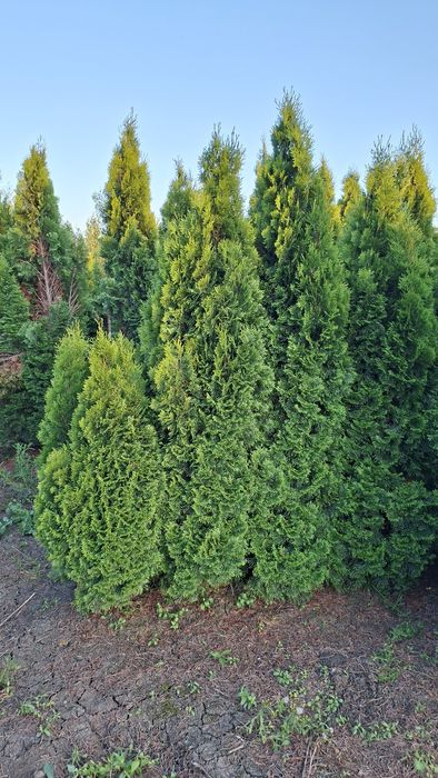 Chiparos leylandii si Tuia Smarald