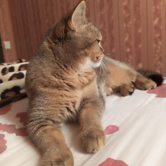 Skottish strayt ogil bola 7oyli