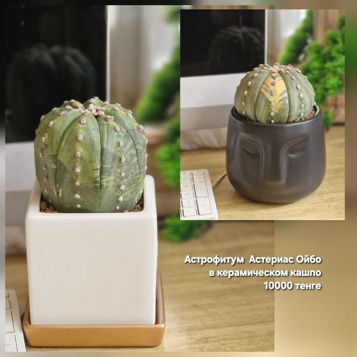 Суккуленты, флорариумы, композиции