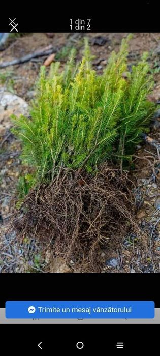 Vând puieți tratați 100%