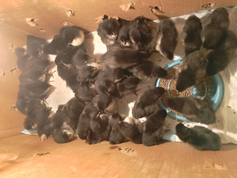 Австролорп балапандары сатылады