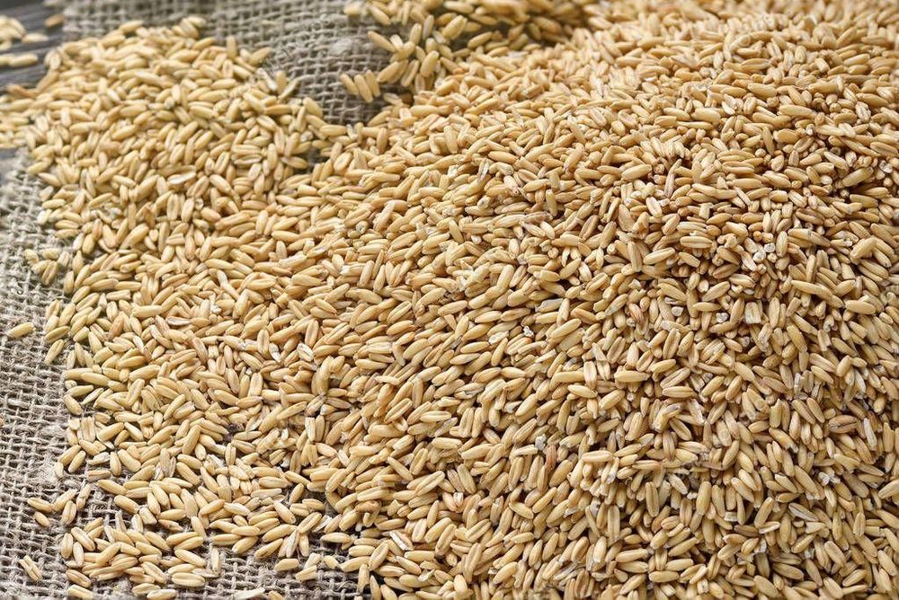 Пшеница кормовая Оптом по 130тг/кг