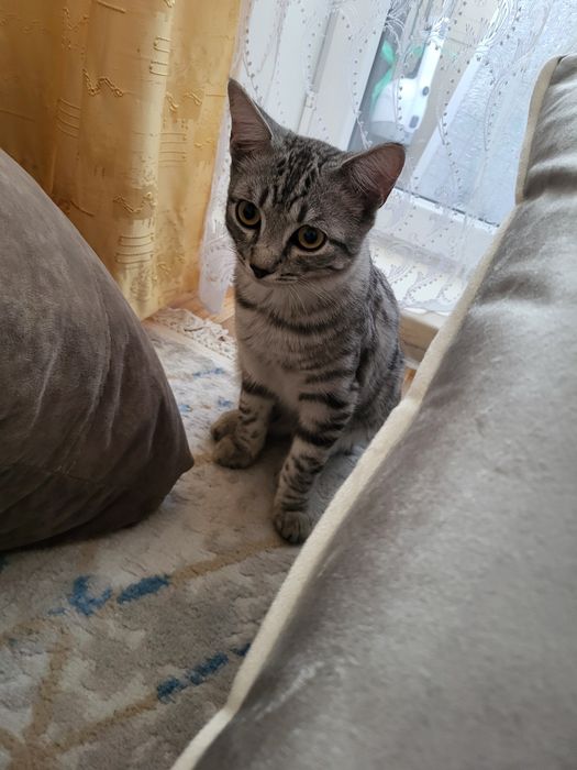 Котёнок 7 месяцев
