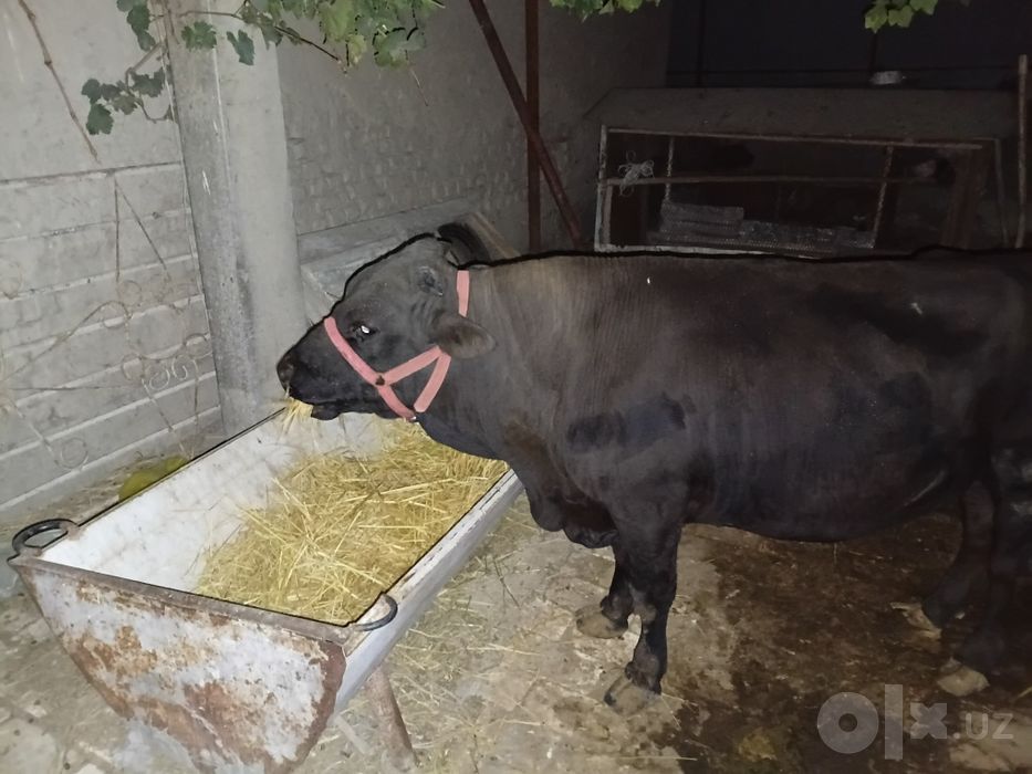 Бука сотилади келишилган холда