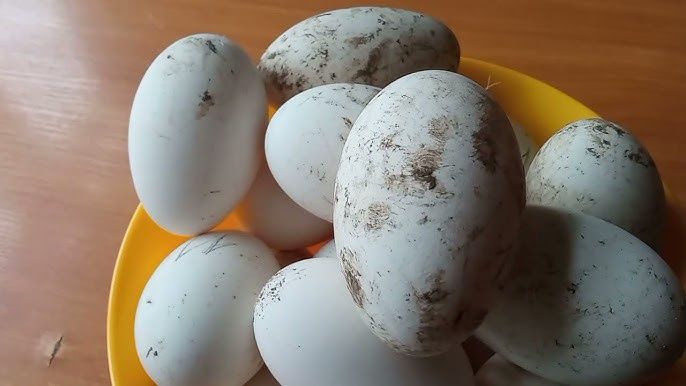 Гусиные (каз) яйца на инкубацию