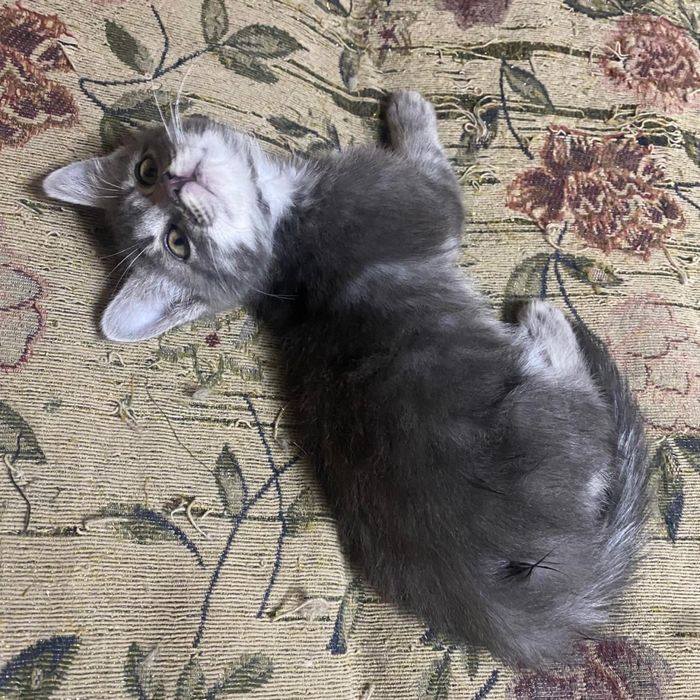 Котенок в добрые руки (2мес, самец)