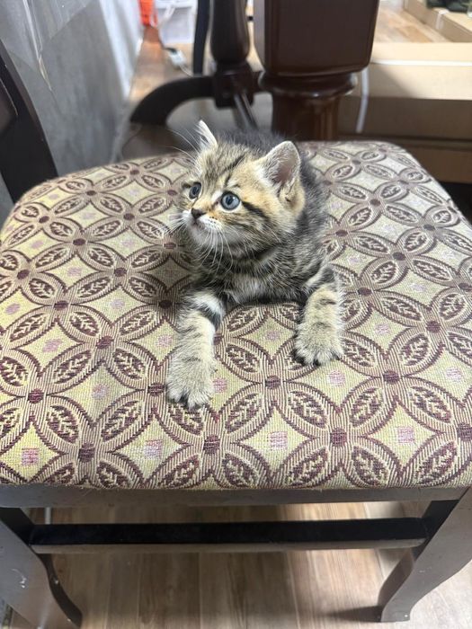 Продам шотландский котят.