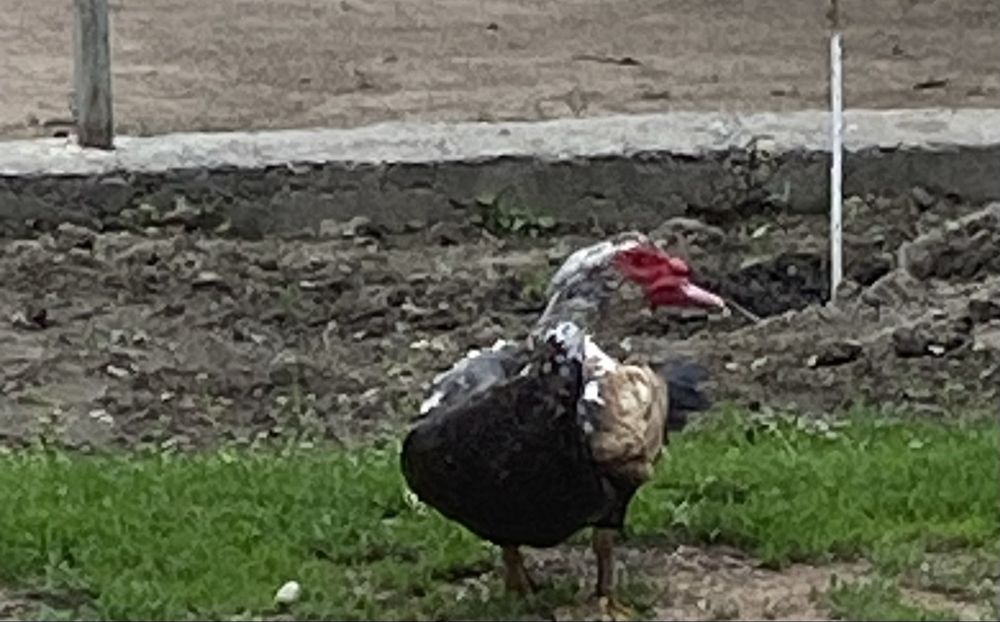 Селезни щипуны годовалые крупные