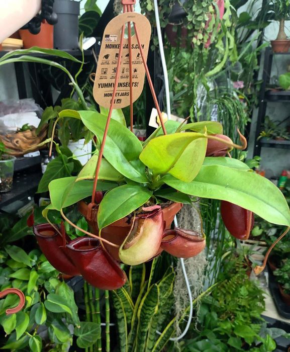 Непентес хищные растения