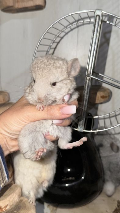 Продаю ручных шиншилят