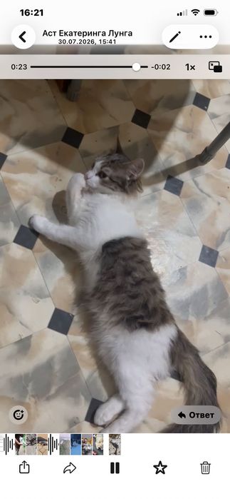 Малыш Паштет  котик  обнимашкин малышка ищет дом