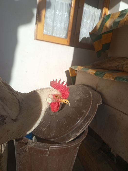 Ок хурозлар 150000