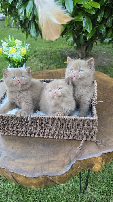 Британки,British,Cinnamon, Chocolate, Red,Cinnamon Tortie