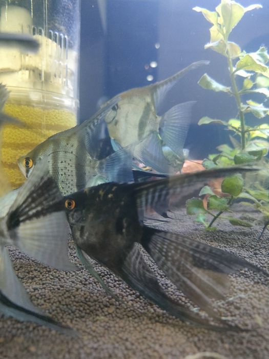 Скалярии балықтары