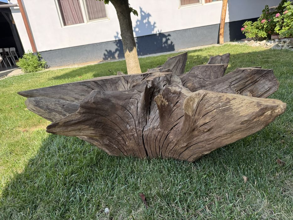 Radacina stejar pt măsuță cafea