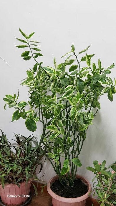 Комнатное декоративное растение, в хорошем состоянии.