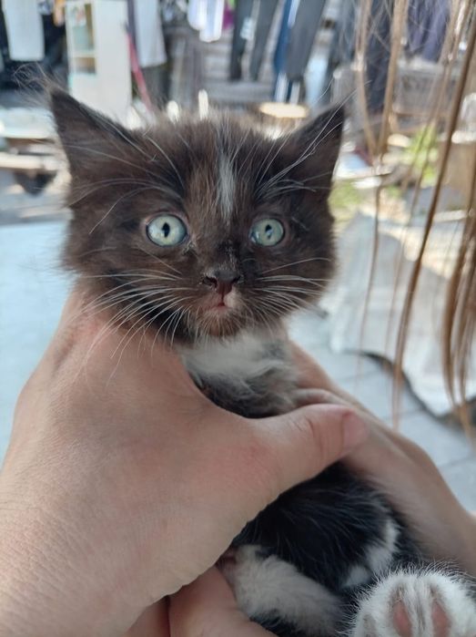 Дарю котят в добрые руки