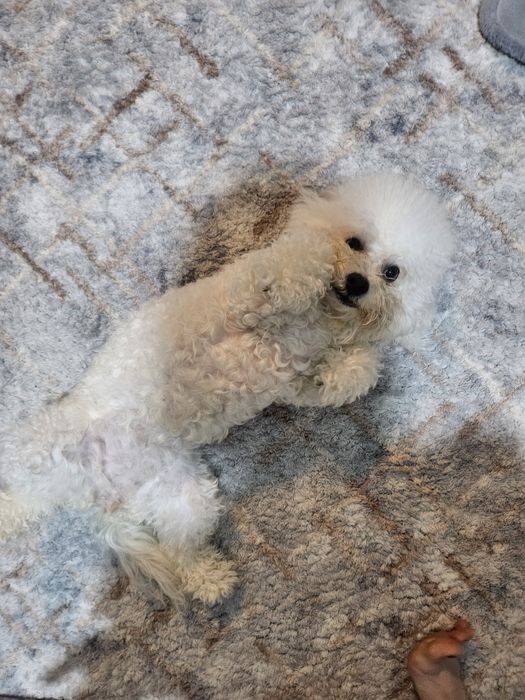 Бишон фризе ..знакомства а потом вязка