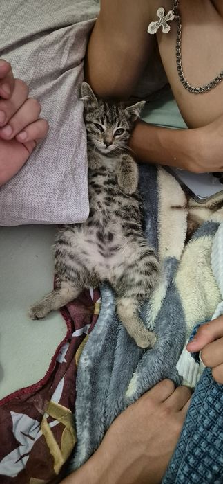 отдам котёнка в хорошие руки