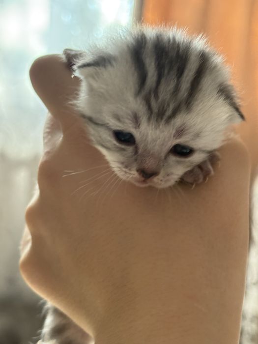 продам котят Скоттиш Фолт