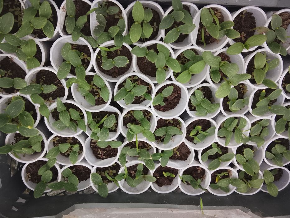 Огурцы в стаканчиках Рассада