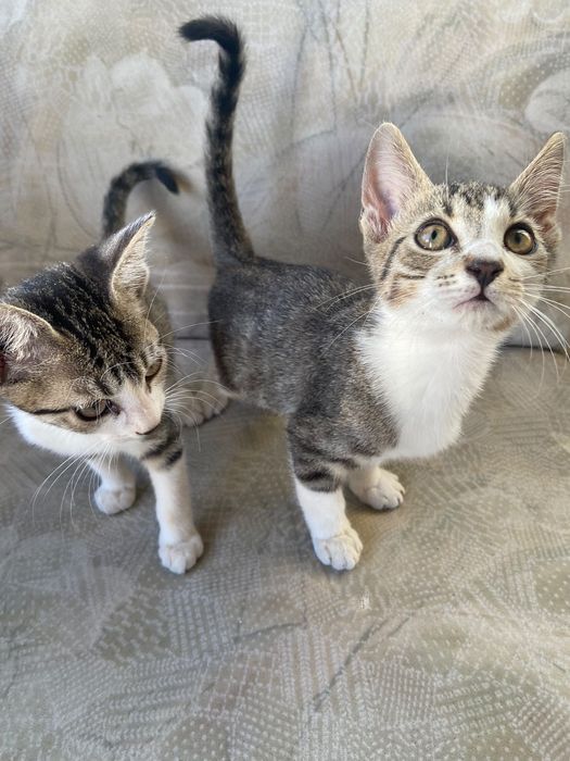 Pisic spre adopție