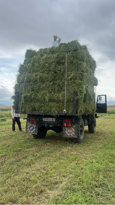 Продам люцерну, жоңышқа сатамын