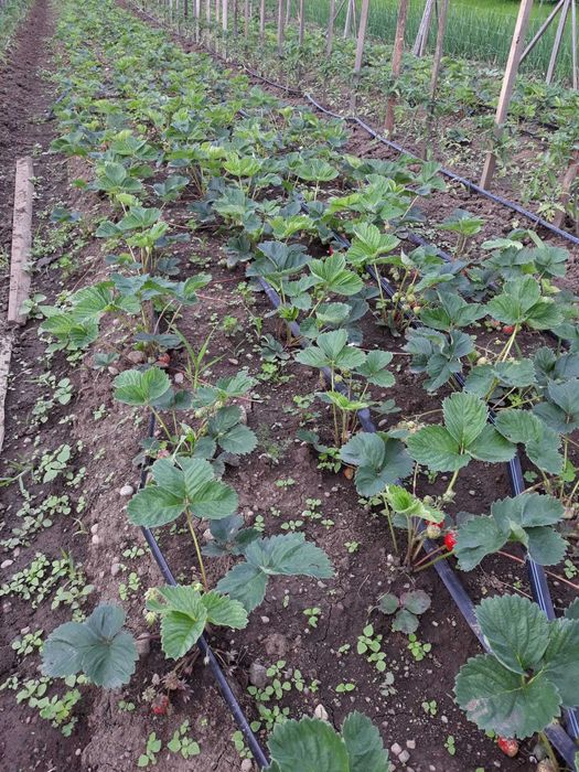 Vând stoloni/rasad căpșune Soi Remontant Albinon care fac rod tot anul