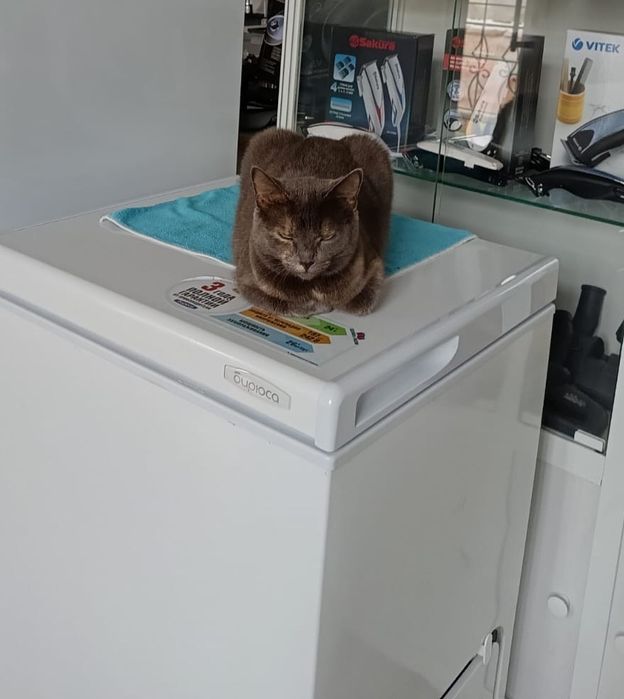 Стерилизованные кошки