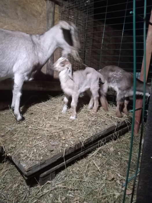 Продается дойная коза.