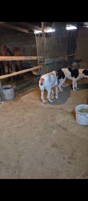 Алабай сатылады ұрғашы еркек