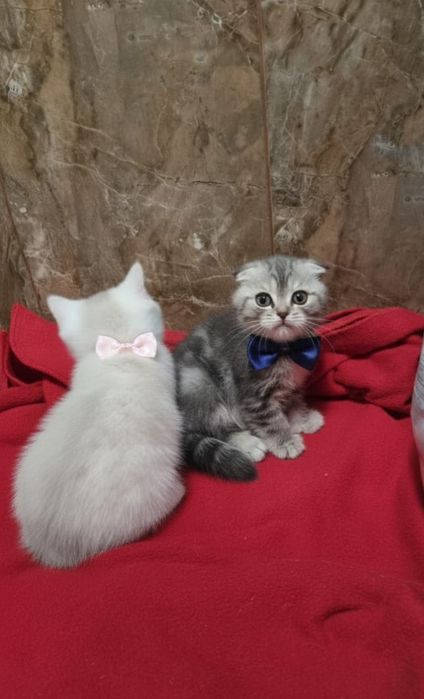 Шотландские котята
