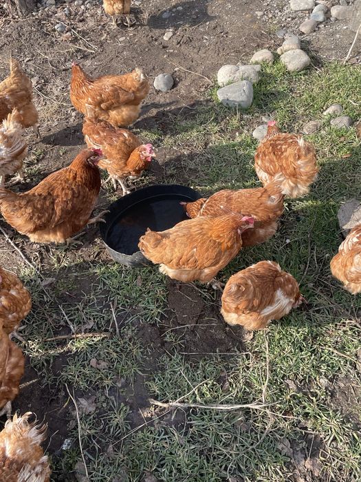 Куры 11мес активно несут яйцо