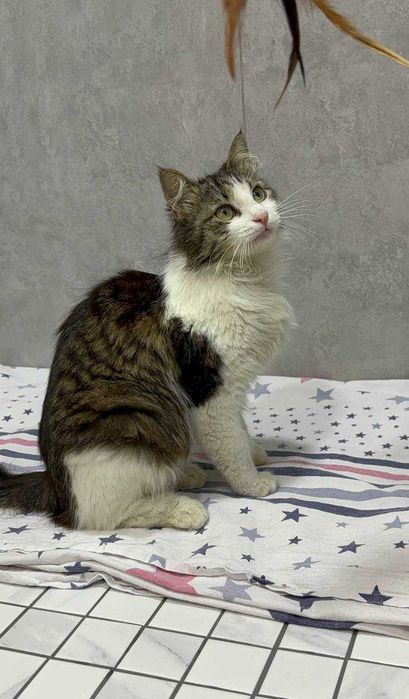 Кошка Лютик бесплатно