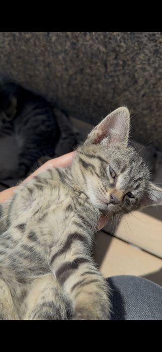 Котята в добрые руки!