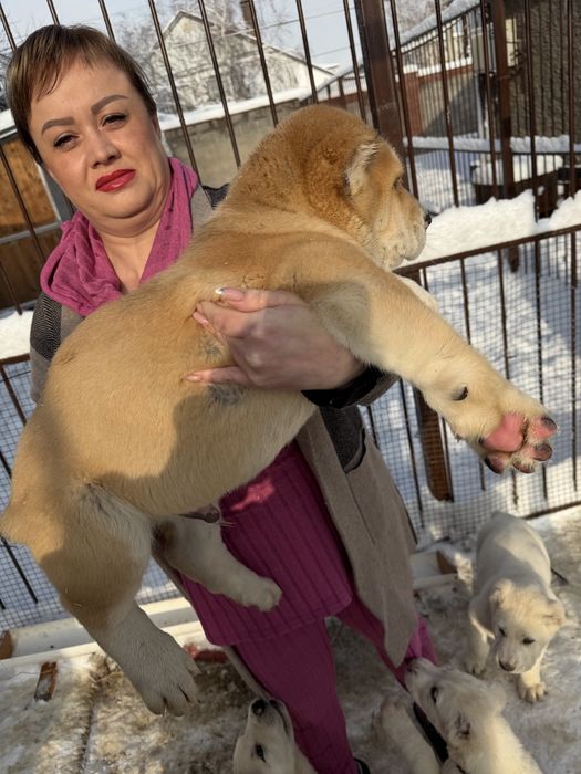 Продам щенков Алабай
