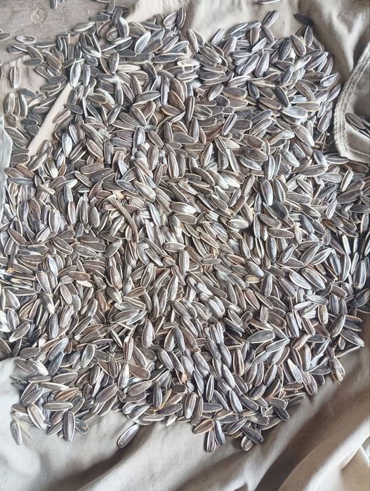 Mega simichka sotiladi