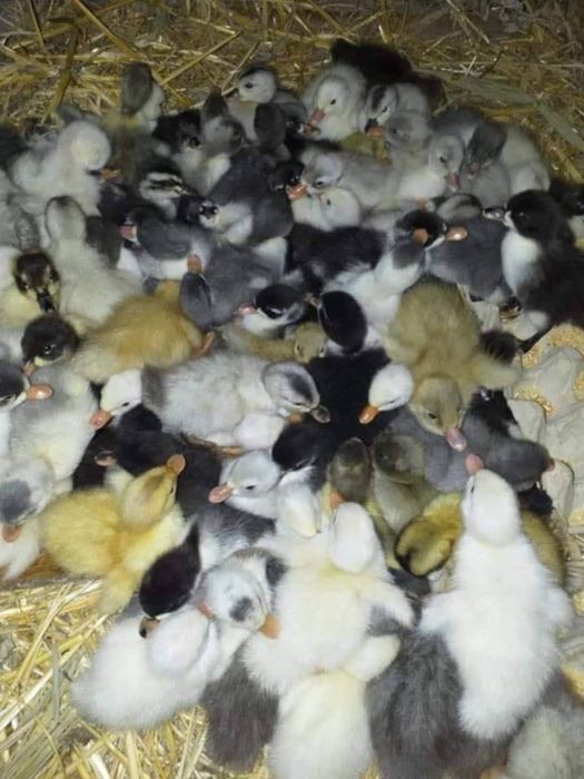 Rate polare si colorare