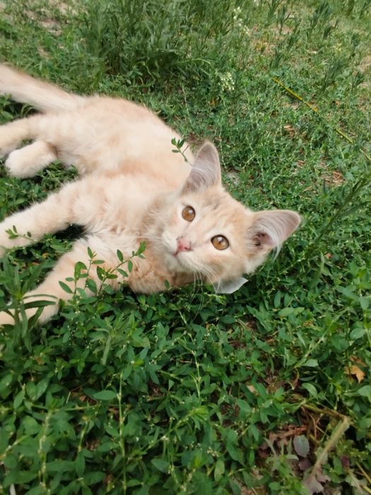 Котенка отдадим в добрые руки, мальчик