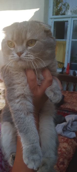 Scotish  fold mushuk sotiladi kelishtirib beriladi