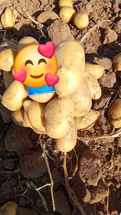 Продаеться картофель
