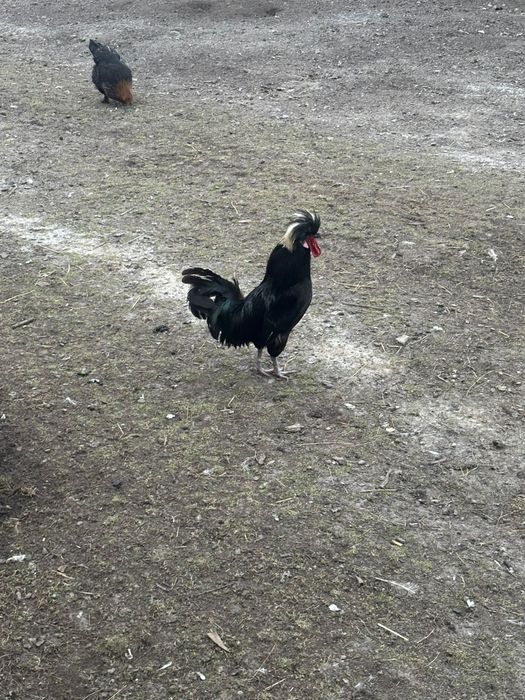 Disponibili cocoși tineri!