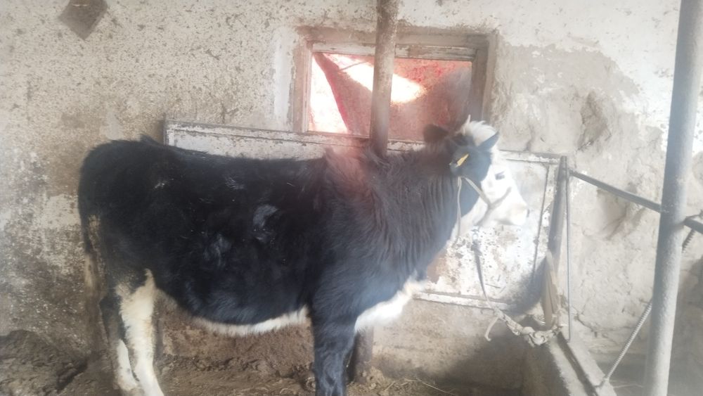 Бірінші тұма құнажын сатылады