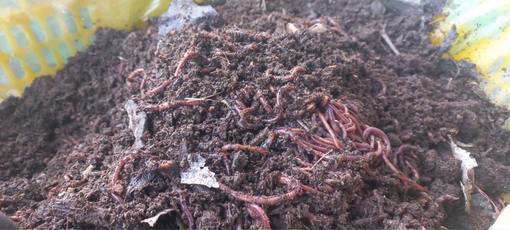 #биогумис #Biogumus #Kaliforniya Chivalchanglari