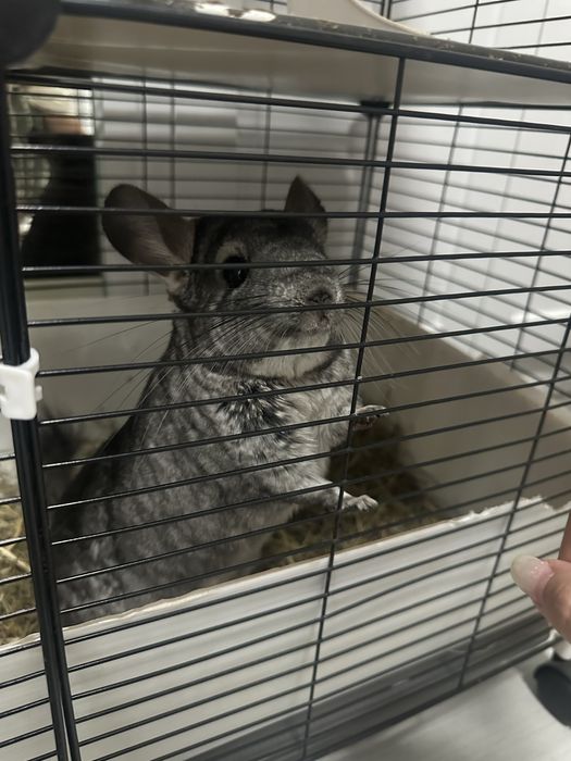 Шиншилла домашняя