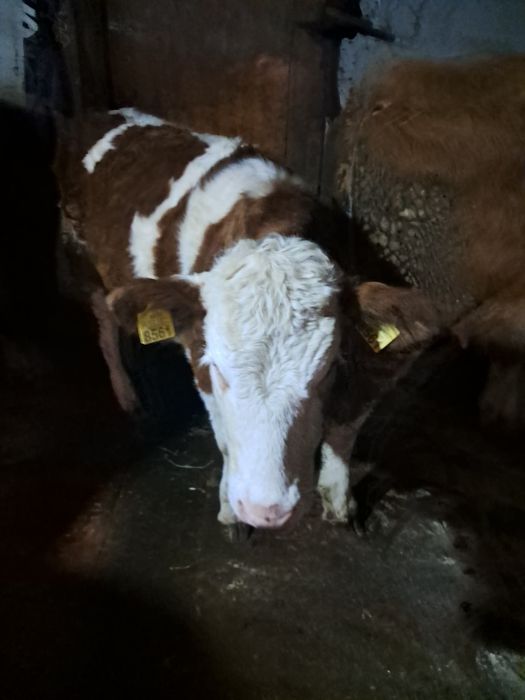 Vând vitea bălțată