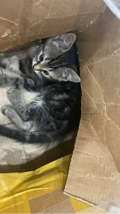 Отдам  шотландских котят