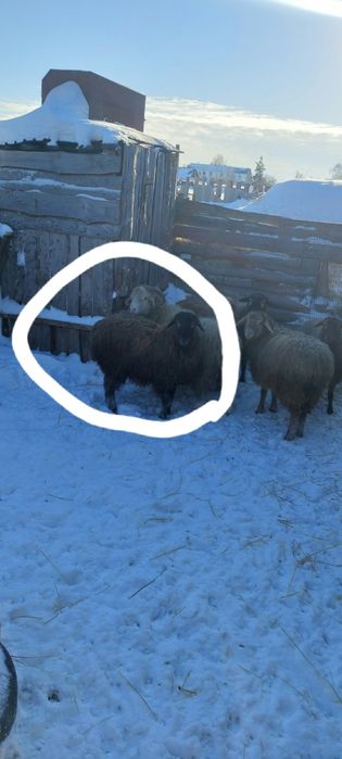 Продам двух баранов