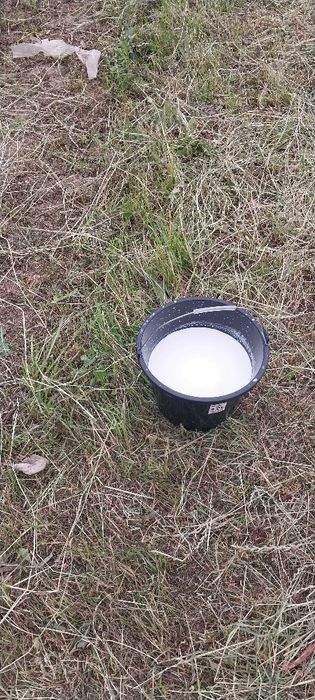 Ona bola sutlik sigirlar va hòkizlar bor